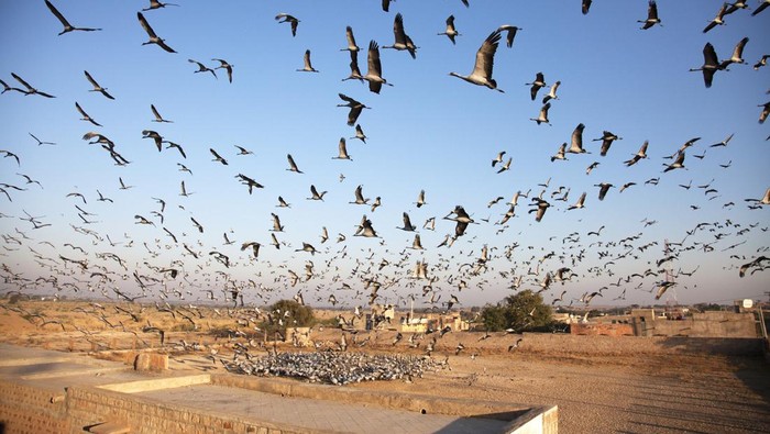 Burung di India