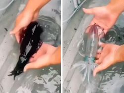 15 Hewan Unik yang Mirip Titisan Alien