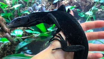 Seperti biawak hijau, tapi warnanya hitam pekat. Foto: Brightside