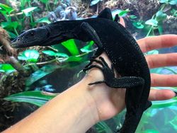 15 Hewan Unik yang Mirip Titisan Alien