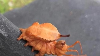 Mirip alien tapi bukan. Ini adalah ulat ngengat lobster yang ditemukan di Belanda. Foto: Brightside