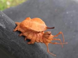 15 Hewan Unik yang Mirip Titisan Alien