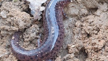 Pseudotriton montanus, juga dikenal sebagai salamander lumpur, ditemukan di bawah sebongkah semen. Foto: Brightside