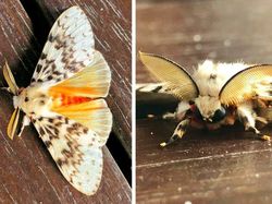 15 Hewan Unik yang Mirip Titisan Alien