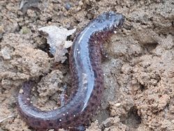 15 Hewan Unik yang Mirip Titisan Alien