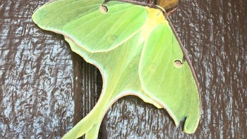 Ternyata ada banyak ngengat cantik di dunia ini, seperti ngengat luna. Foto: Brightside