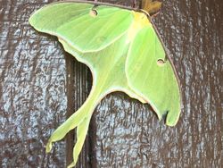 15 Hewan Unik yang Mirip Titisan Alien