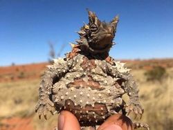 15 Hewan Unik yang Mirip Titisan Alien