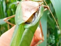 15 Hewan Unik yang Mirip Titisan Alien