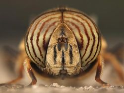 15 Hewan Unik yang Mirip Titisan Alien