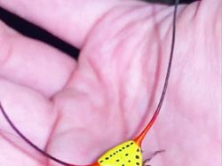 15 Hewan Unik yang Mirip Titisan Alien