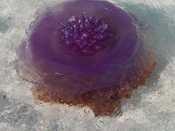 15 Hewan Unik yang Mirip Titisan Alien