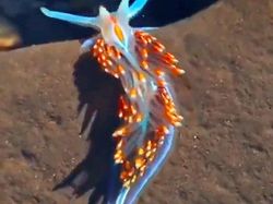 15 Hewan Unik yang Mirip Titisan Alien