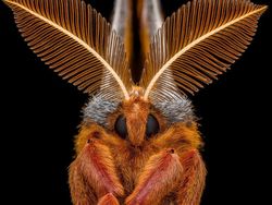 15 Hewan Unik yang Mirip Titisan Alien