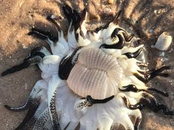 15 Hewan Unik yang Mirip Titisan Alien