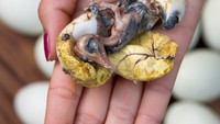 Agar teksturnya padat dan bisa dimakan, biasanya balut sudah lebih dulu direbus. Bagian dalam balut ini, terdiri dari selaput, dan bagian embrio unggas yang sudah berbentuk kepala hingga kaki. Foto: iStock/Site News