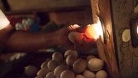  Banyak yang mengklaim bahwa makanan ini seharusnya ditiadakan, karena termasuk ke dalam kekerasan pada hewan. Tapi di Filipina sendiri, balut merupakan jajanan kaki lima yang populer. Foto: iStock/Site News