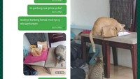 Pesan McDonalds secara online, ojol pengantar makanan meletakkan makanannya di atas kursi dekat dengan kucing. Tak berselang lama, makanan pelanggannya sudah habis diacak-acak kucingnya. Foto: Instagram/lambeonlen