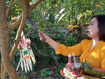 Makna dan Tujuan Pelaksanaan Tumpek Wariga, 25 Hari Jelang Galungan