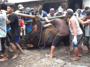 Sapi Limosin di Lumajang Mati Terpapar Wabah PMK
