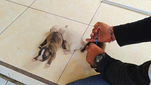 Vaksinasi masal terakhir di Desa Pergung, Kecamatan Mendoyo, Kamis (12/5/2022)