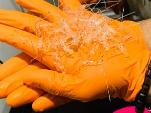 Nelayan Ngadu ke DPR, Masuk Bui Gegara Jual-Beli Benih Lobster