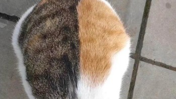 Motif tubuh kucing yang unik dengan dua belahan warna yang berbeda. Foto: Brightside