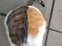 Awas Kecele! Kumpulan Foto Ini  Sukses Mengelabui Mata