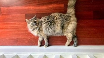 Sebenarnya kucing ini tidak berjalan lho tapi dia sedang tiduran di lantai. Foto: Brightside