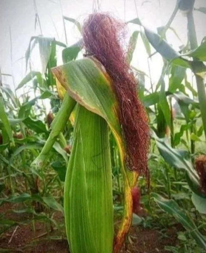 fotoinet Awas Kecele! Kumpulan Foto Ini Bkin Kamu Bingung
