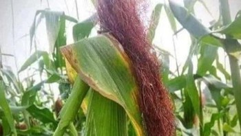 Tampak seperti wanita bergaun dengan rambut panjang, nyatanya ini tumbuhan jagung. Foto: Brightside