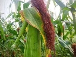 Awas Kecele! Kumpulan Foto Ini  Sukses Mengelabui Mata