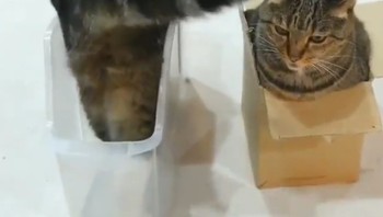 Hiii, kucingnya terpotong jadi dua, kok masih hidup?Foto: Brightside
