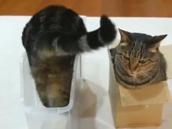 Awas Kecele! Kumpulan Foto Ini  Sukses Mengelabui Mata