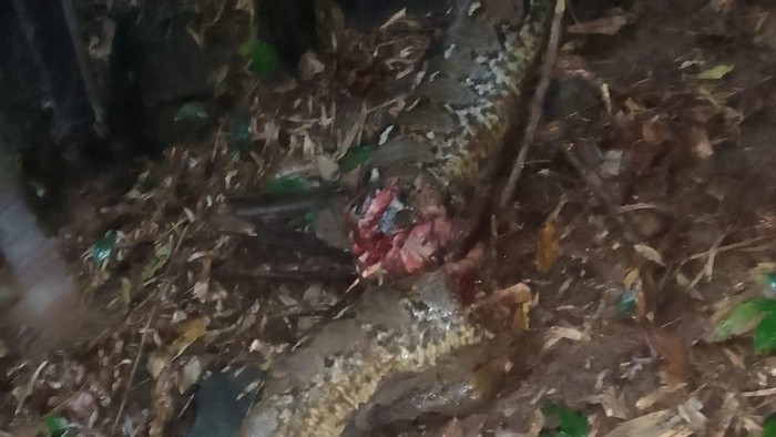 Peristiwa di Gowa diserang ular piton 7 meter hingga nyaris tewas. (Dok. Istimewa)