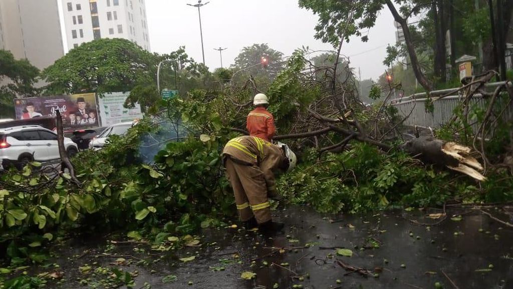Pohon Tumbang di Cilandak Akibat Hujan Lebat dan Angin Kencang