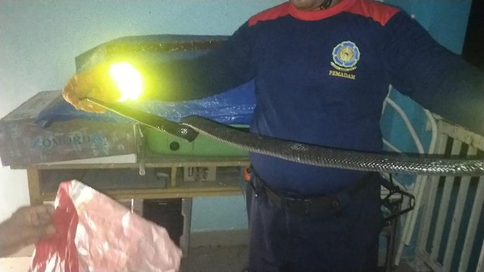 Ular hitam berbisa ditemukan di rumah warga.