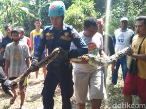 Ngeri, Ular Sanca 5 Meter Ngendon di Pekarangan Rumah Warga Bojonegoro