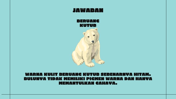 Tahukah kamu bahwa warna 'asli' beruang kutub sebenarnya hitam?