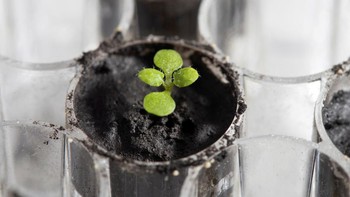 Untuk melakukan eksperimen ini, ilmuwan menanam benih thale cress di tanah Bulan yang dibawa pulang oleh misi Apollo 11, 12, dan 17. Ilmuwan juga menanam benih yang sama di campuran abu vulkanik dan mineral yang meniru tanah di Bulan dan Mars. Ketika diteliti beberapa hari kemudian, ilmuwan terkejut karena melihat semua bibitnya telah berkecambah. Tapi tidak semua bibit tumbuh secara optimal.