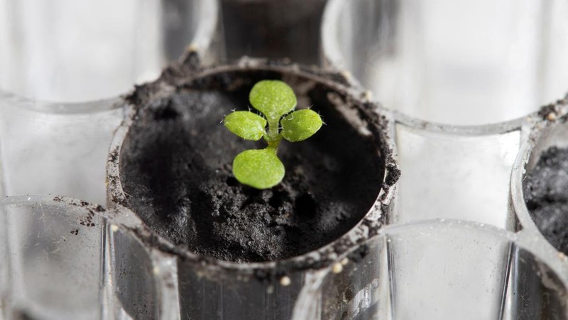 University of Florida researchers Anna-Lisa Paul and Robert Ferl work with tiny samples of lunar soil in which scientists grew seeds of the plant species Arabidopsis thaliana in this undated handout photo. Tyler Jones, UF/IFAS/Handout via REUTERS  NO RESALES. NO ARCHIVES. THIS IMAGE HAS BEEN SUPPLIED BY A THIRD PARTY. IT IS DISTRIBUTED, EXACTLY AS RECEIVED BY REUTERS, AS A SERVICE TO CLIENTS