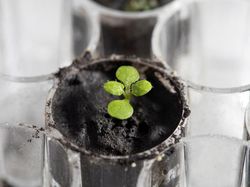 Tumbuhan Ini Berhasil Ditanam Pakai Tanah dari Bulan