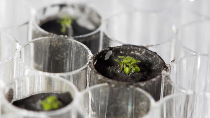 University of Florida researchers Anna-Lisa Paul and Robert Ferl work with tiny samples of lunar soil in which scientists grew seeds of the plant species Arabidopsis thaliana in this undated handout photo. Tyler Jones, UF/IFAS/Handout via REUTERS  NO RESALES. NO ARCHIVES. THIS IMAGE HAS BEEN SUPPLIED BY A THIRD PARTY. IT IS DISTRIBUTED, EXACTLY AS RECEIVED BY REUTERS, AS A SERVICE TO CLIENTS