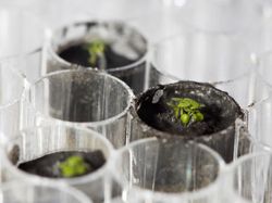 Tumbuhan Ini Berhasil Ditanam Pakai Tanah dari Bulan