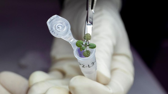 University of Florida researchers Anna-Lisa Paul and Robert Ferl work with tiny samples of lunar soil in which scientists grew seeds of the plant species Arabidopsis thaliana in this undated handout photo. Tyler Jones, UF/IFAS/Handout via REUTERS  NO RESALES. NO ARCHIVES. THIS IMAGE HAS BEEN SUPPLIED BY A THIRD PARTY. IT IS DISTRIBUTED, EXACTLY AS RECEIVED BY REUTERS, AS A SERVICE TO CLIENTS