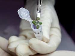 Tumbuhan Ini Berhasil Ditanam Pakai Tanah dari Bulan