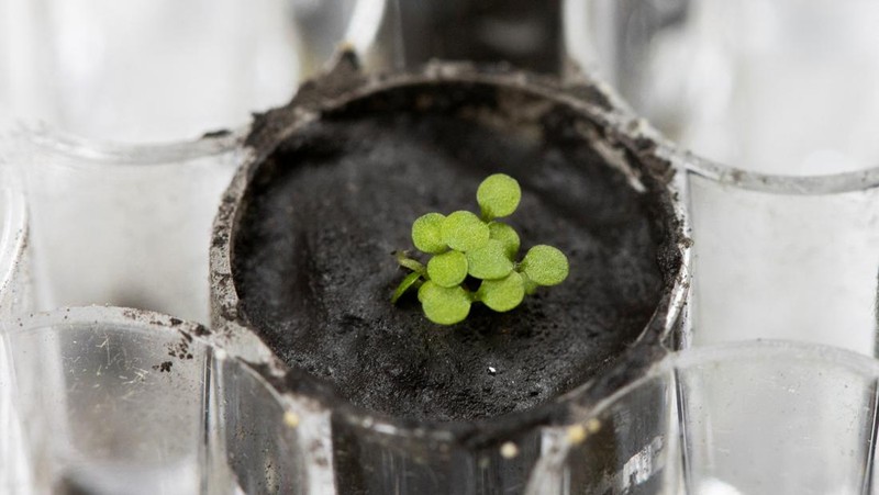 University of Florida researchers Anna-Lisa Paul and Robert Ferl work with tiny samples of lunar soil in which scientists grew seeds of the plant species Arabidopsis thaliana in this undated handout photo. Tyler Jones, UF/IFAS/Handout via REUTERS  NO RESALES. NO ARCHIVES. THIS IMAGE HAS BEEN SUPPLIED BY A THIRD PARTY. IT IS DISTRIBUTED, EXACTLY AS RECEIVED BY REUTERS, AS A SERVICE TO CLIENTS