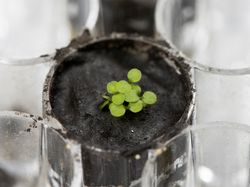 Tumbuhan Ini Berhasil Ditanam Pakai Tanah dari Bulan