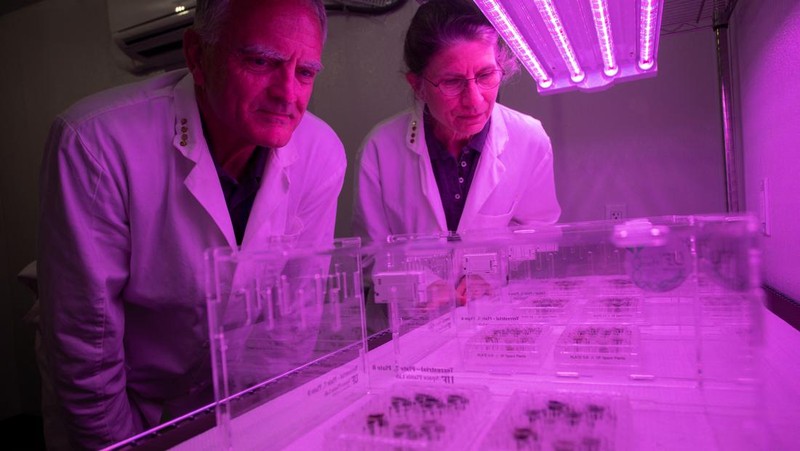 University of Florida researchers Anna-Lisa Paul and Robert Ferl work with tiny samples of lunar soil in which scientists grew seeds of the plant species Arabidopsis thaliana in this undated handout photo. Tyler Jones, UF/IFAS/Handout via REUTERS  NO RESALES. NO ARCHIVES. THIS IMAGE HAS BEEN SUPPLIED BY A THIRD PARTY. IT IS DISTRIBUTED, EXACTLY AS RECEIVED BY REUTERS, AS A SERVICE TO CLIENTS