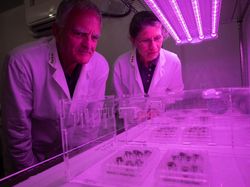 Tumbuhan Ini Berhasil Ditanam Pakai Tanah dari Bulan